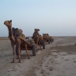 Camel Train by Sudev
